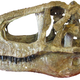 An Abelisaurus skull. (Image: Museo Provincial Carlos Ameghino, Cipolletti, Argentina/Christophe Hendrickx)